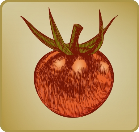 Vintage tomato, hand drawingのイラスト素材