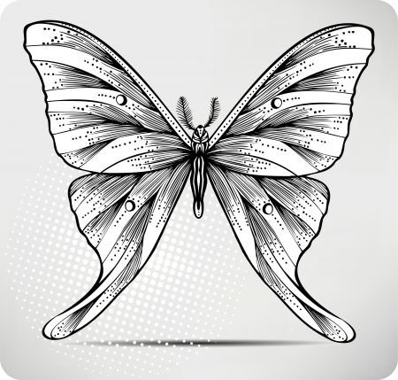 Butterfly, hand drawing. illustration.のイラスト素材