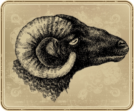 Menu with vintage frame and mutton, hand drawing, vector のイラスト素材