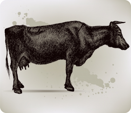 Cow, hand-drawing. Vector illustration.のイラスト素材