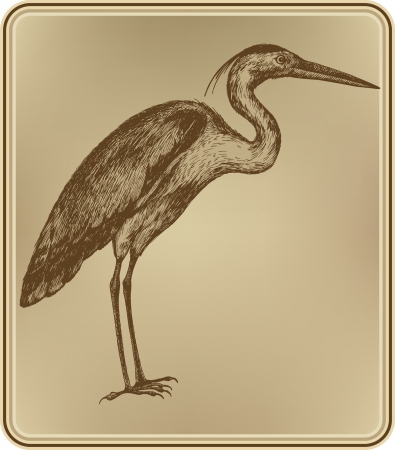 Heron bird, hand-drawing.  illustration.のイラスト素材