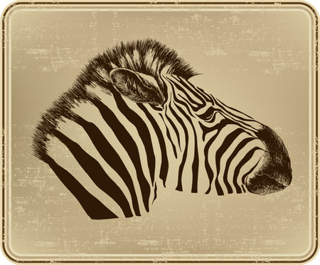 Animal zebra, vector illustration.のイラスト素材