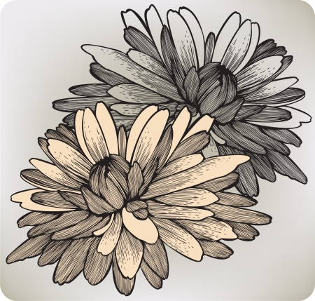 Chrysanthemum flower, hand-drawing. Vector illustration.のイラスト素材