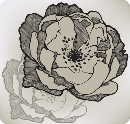 Wild rose flower, hand-drawing.のイラスト素材