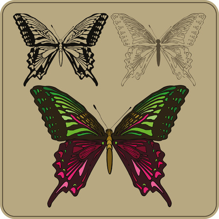 Set of butterflies, hand-drawing. Vector illustrationのイラスト素材