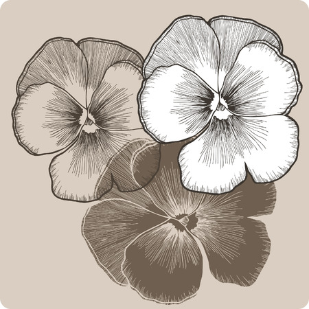 Pansy flower, hand-drawing. Vector illustration.のイラスト素材