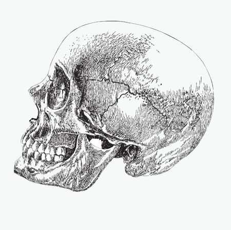 skull of a human in profile, hand drawing, vector illustration.のイラスト素材