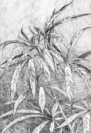 Hemp pen on paper illustrationの写真素材