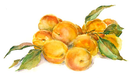 Watercolor painting, fruits.の写真素材