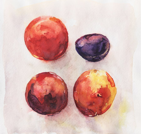 Four watercolor fruits.
Still life with a tomato, plum, peach and nectarine. Real watercolor painting on paper.の写真素材