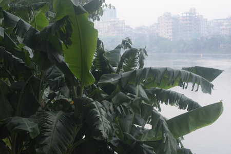 Euphorbia Milli or Christ Plat or Crown of thorns in the garden.の写真素材