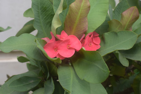Euphorbia Milli or Christ Plat or Crown of thorns in the garden.の写真素材