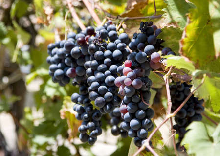 bunches of red grapes ready for harvestの写真素材