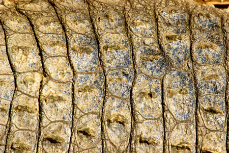 Crocodile back