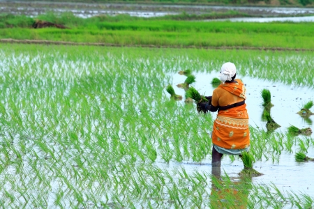 Indian female farmer working on Fieldの写真素材