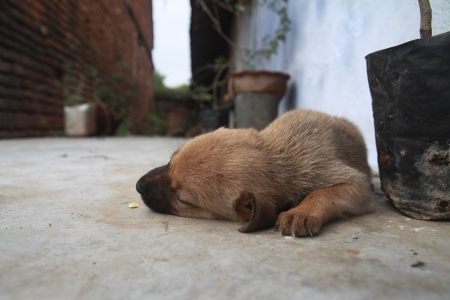 Cute Puppy Taking Restの写真素材