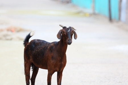 Goatの写真素材