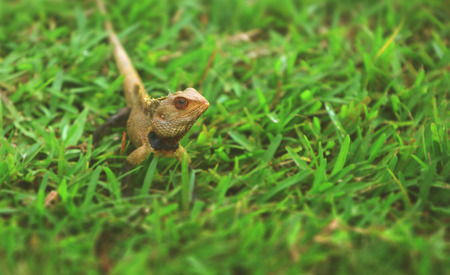Chameleon on green grassの写真素材
