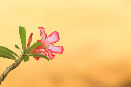 Beautiful pink Azalea or Desert Rose flower in garden with green natureの写真素材
