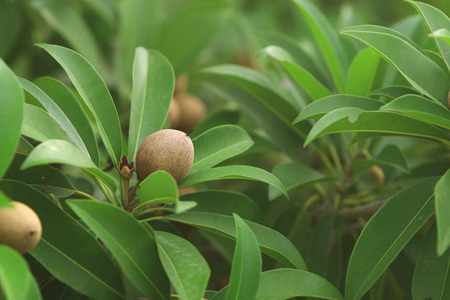 Tropical fresh fruit sapota on tree branchの写真素材