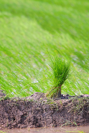 Rice plant in Indian fieldの写真素材