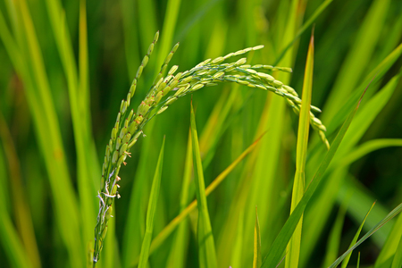 Green rice paddy on rice plantの写真素材