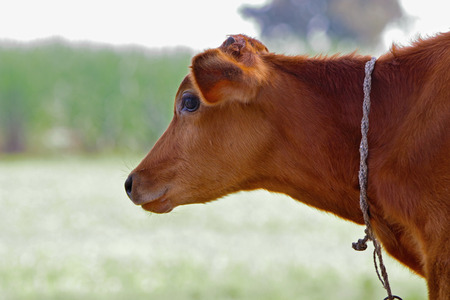 Young calf at agricultural farm.の写真素材