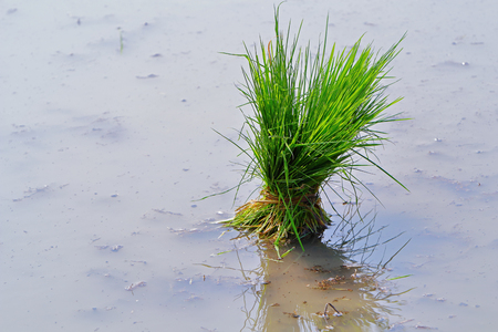 Rice plant in Indian fieldの写真素材