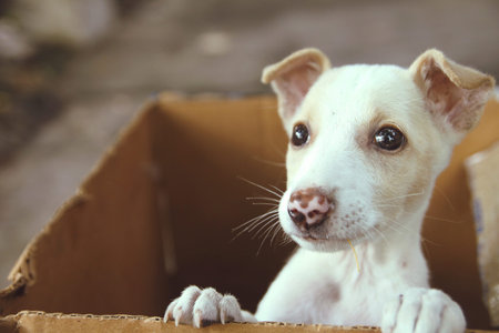 Cute Puppy Posing to Camera