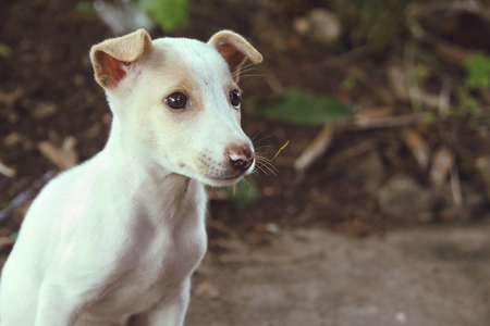 Cute Puppy Posing to Cameraの写真素材