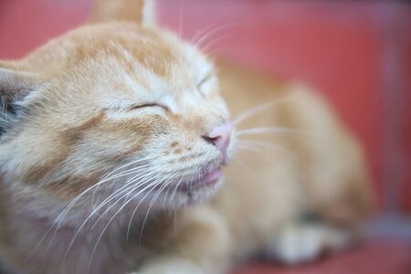 Cute shorthair cat kittenの写真素材