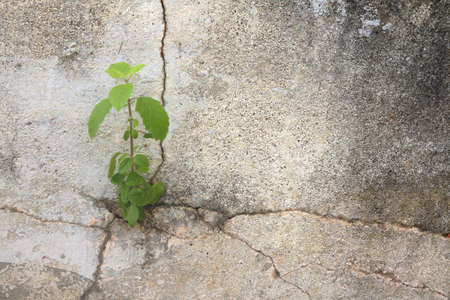 Small plant in cracked concrete wallの写真素材