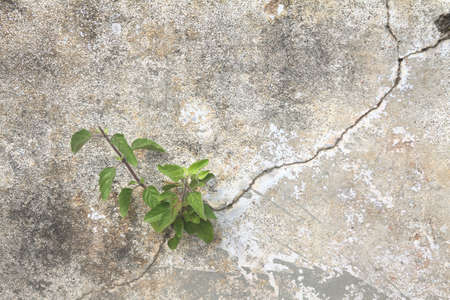 Small plant in cracked concrete wallの写真素材