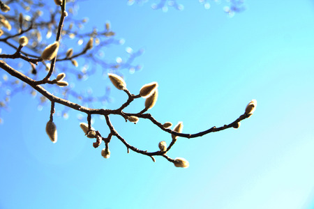 buds on the tree tree budsの写真素材