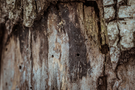 Tree bark texture. natural background wood surfaceの写真素材