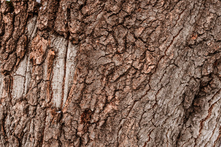 Tree bark texture. natural background wood surface