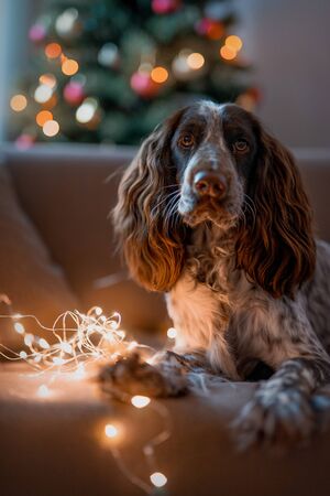 dog breed spaniel with a Christmas tree sits on a sofaの写真素材