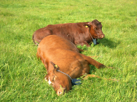 Brown Cows resting and sleeping at Midsummer Common, Cambridgeの写真素材