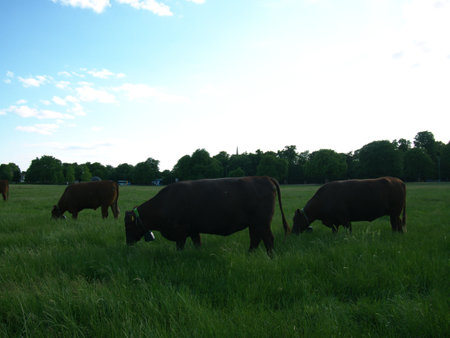 Brown Cows grazing at Midsummer Common, Cambridgeの写真素材