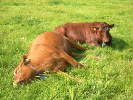 Brown Cows resting and sleeping at Midsummer Common, Cambridgeの写真素材