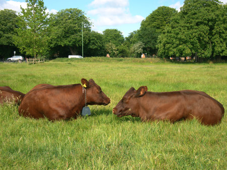 Brown Cows resting and sleeping at Midsummer Common, Cambridgeの写真素材