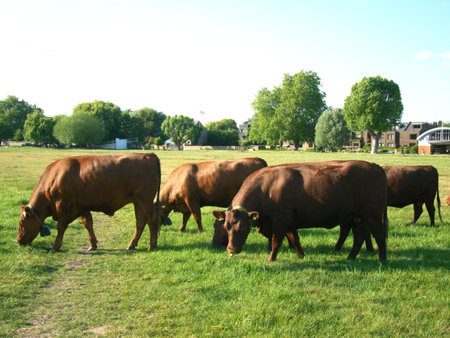 Brown Cows grazing at Midsummer Common, Cambridgeの写真素材