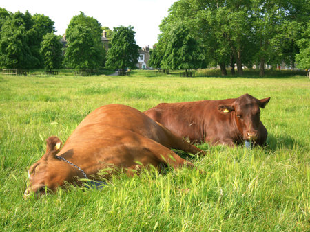 Brown Cows resting and sleeping at Midsummer Common, Cambridgeの写真素材