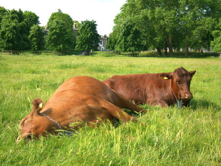 Brown Cows resting and sleeping at Midsummer Common, Cambridgeの写真素材