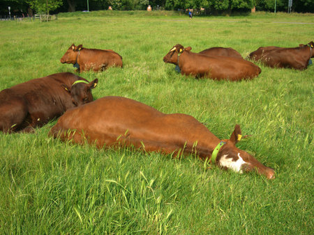 Brown Cows resting and sleeping at Midsummer Common, Cambridgeの写真素材