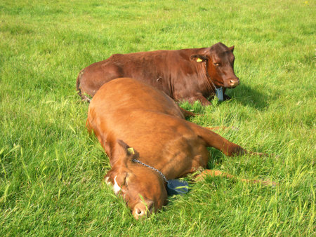 Brown Cows resting and sleeping at Midsummer Common, Cambridgeの写真素材