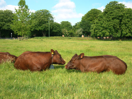 Brown Cows resting and sleeping at Midsummer Common, Cambridgeの写真素材