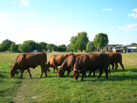 Brown Cows grazing at Midsummer Common, Cambridgeの写真素材