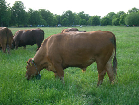Brown Cows grazing at Midsummer Common, Cambridgeの写真素材