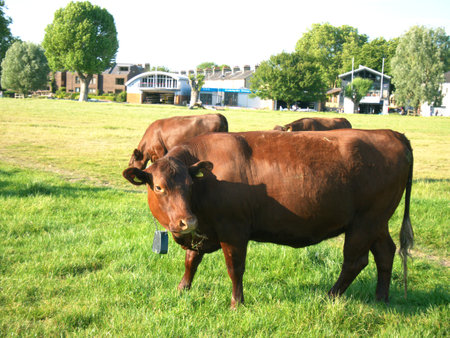 Brown Cows grazing at Midsummer Common, Cambridgeの写真素材
